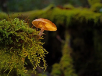 Conservación de la Biodiversidad