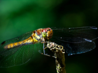 Ecosistemas Acuáticos