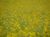 Animación 3D Avanzada