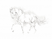 Ilustración Botánica: Naturaleza en tus Creaciones