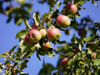 Salud Mental: Estrategias para el Bienestar Emocional