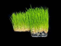 Salud Bucodental: Cuidados y Prevención