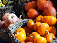 Alimentación Saludable: Bases para una Nutrición Equilibrada