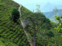 Explora la ruta del vino: de la vid a la copa