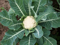 Nutrición y Bienestar Emocional