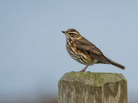 Guía Práctica de Primeros Auxilios