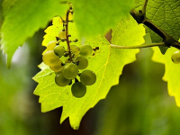 Maridaje Perfecto: Vinos y Comida