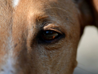 Gramática Avanzada en Español