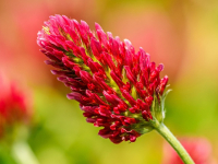 Preparación de Exámenes de Italiano