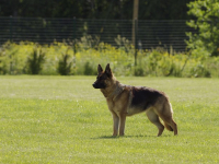 Alemán para principiantes