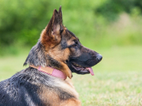 Alemán conversacional