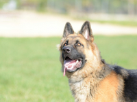 Preparación para exámenes de certificación en alemán