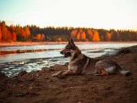 Francés intermedio: conversación y cultura