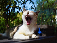 Japonés para viajeros: expresiones útiles