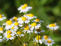 Primeros auxilios y RCP