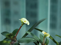 Curso de Cirugía Plástica Estética