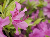 Curso de Cirugía Digestiva