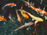 Curso de natación para niños