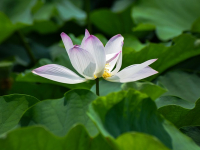 Meditación para la Ansiedad y el Insomnio