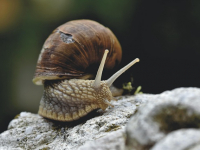 Sostenibilidad en el Hogar: Eco-construcción y Energías Renovables