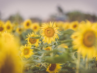 Diseño de Jardines Sostenibles