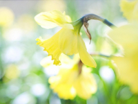 Curso de Huerto en Casa