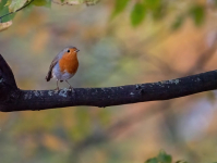 Introducción a la Estética