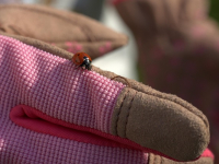 Jardinería Urbana: Cultivo en Espacios Reducidos