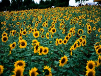 Paisajismo Xeriscape