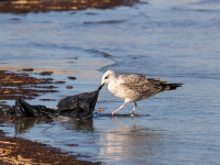 Yoga para el bienestar integral