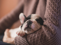 Agente de Embelezamento Animal