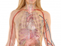Anatomia Fisiologia Aplicada a Radiologia
