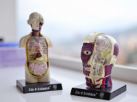 Anatomia Humana e Radiológica I