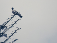 Antenas e Fibras Ópticas