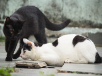 Atendimento e Comportamento de Gatos