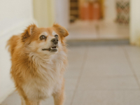 Banho e Tosa para Cães