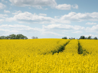 Bioenergia e Biomassa