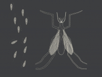 Zoonoses Fúngicas E Protozoóticas