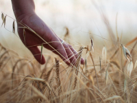 Custos no Agronegócio