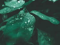 Da Planta ao Medicamento