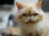 Dermatologia Veterinária