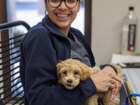 Disfunção Temporomandibular e Dor Orofacial veterinária