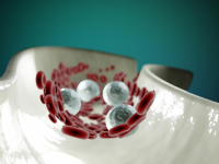 Distúrbios do Sistema Cardiovascular em Veterinária