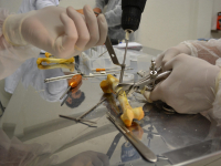 Distúrbios Neuromusculares e Ortopédicos em Veterinária