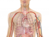 Embriologia, Anatomia e Fisiologia