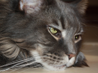 Intervenções Nos Transtornos Mentais No Setting Analítico