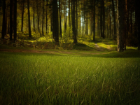 INTRODUÇÃO AO APERFEIÇOAMENTO EM PEDOLOGIA