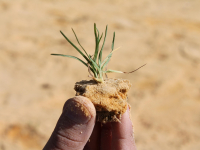 Métodos De Extração E A Essência Neuroativa