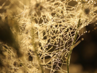 Neuroembriologia E Neuroanatomia