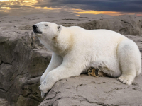 Estudo Do Clima E Biogeografia